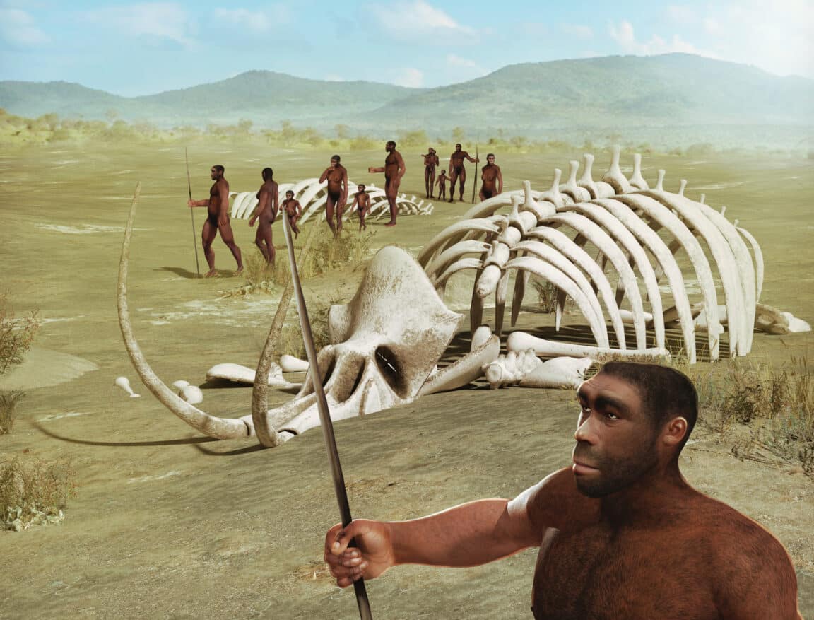 mâchoire Homo Erectus