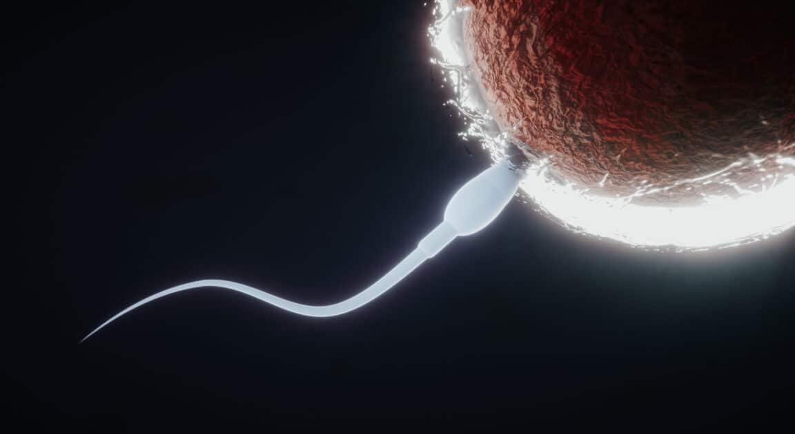 spermatozoïdes infertilité