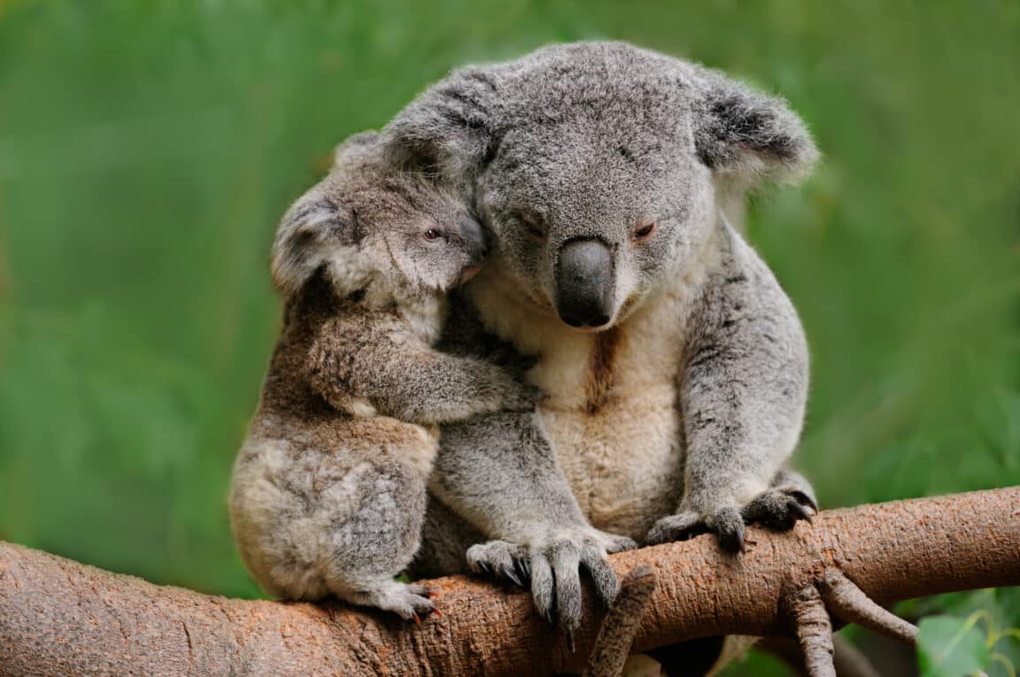 koalas chlamydia