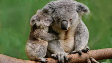 koalas chlamydia