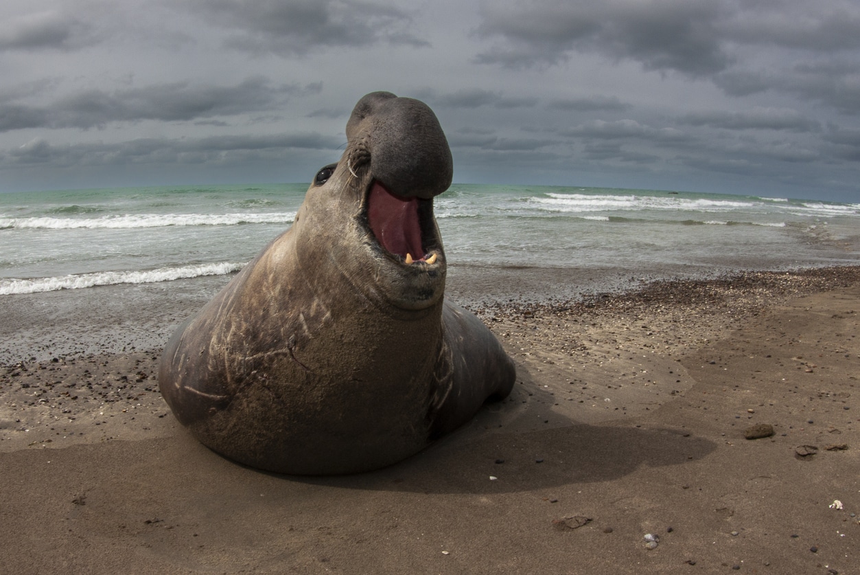 éléphant de mer carnivore