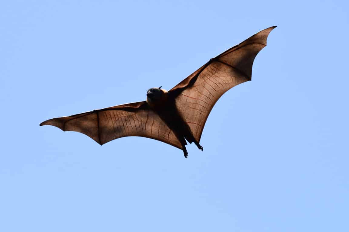 virus chauves-souris