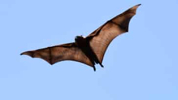 virus chauves-souris