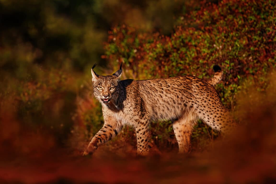 lynx