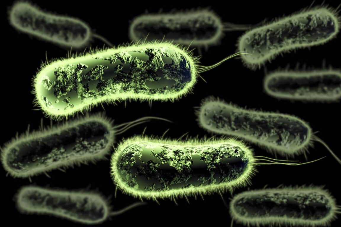 antibiotiques superbactéries