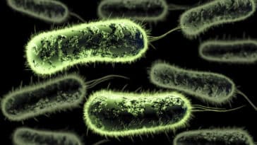 antibiotiques superbactéries