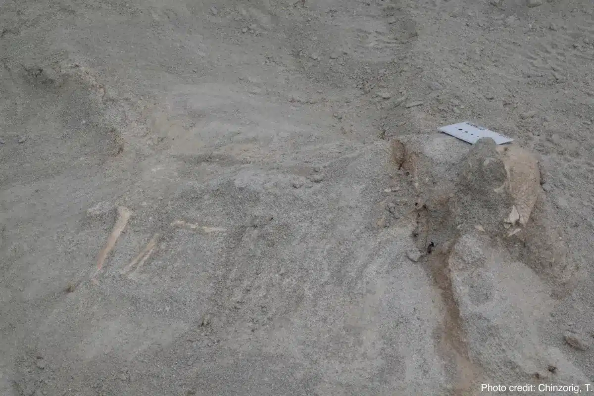 dinosaures pachycephalosaures