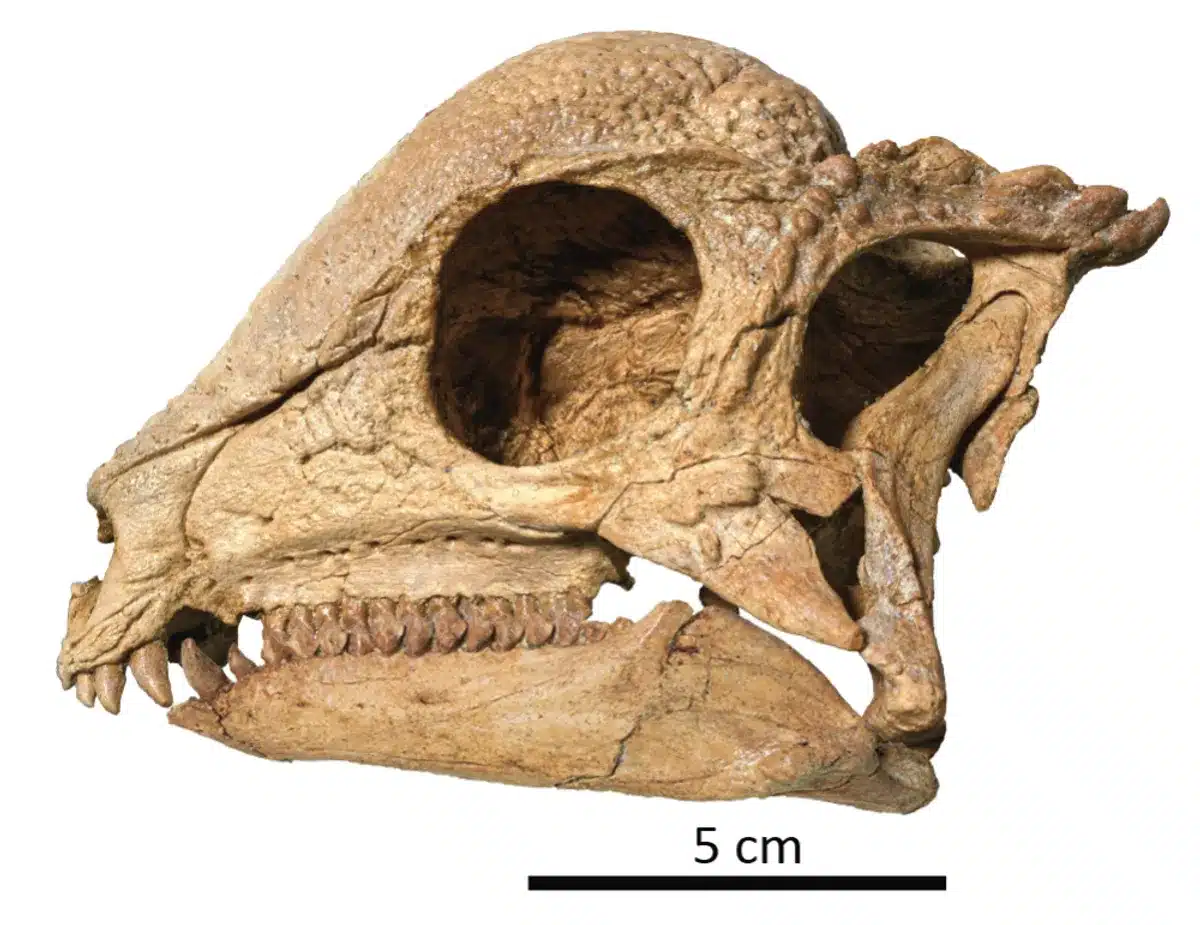dinosaures pachycephalosaures