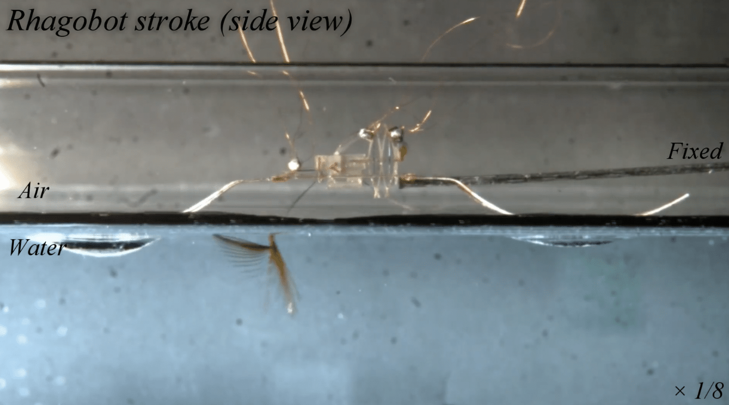 robot insecte marcher eau