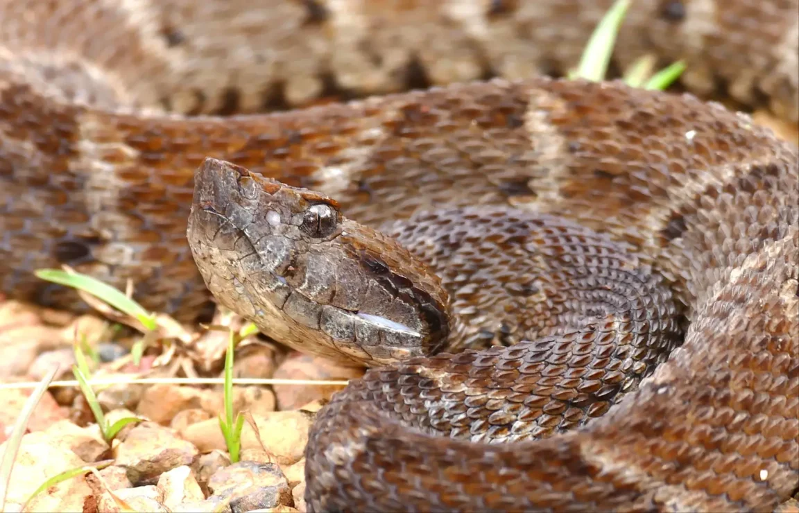 fer-de-lance de Martinique