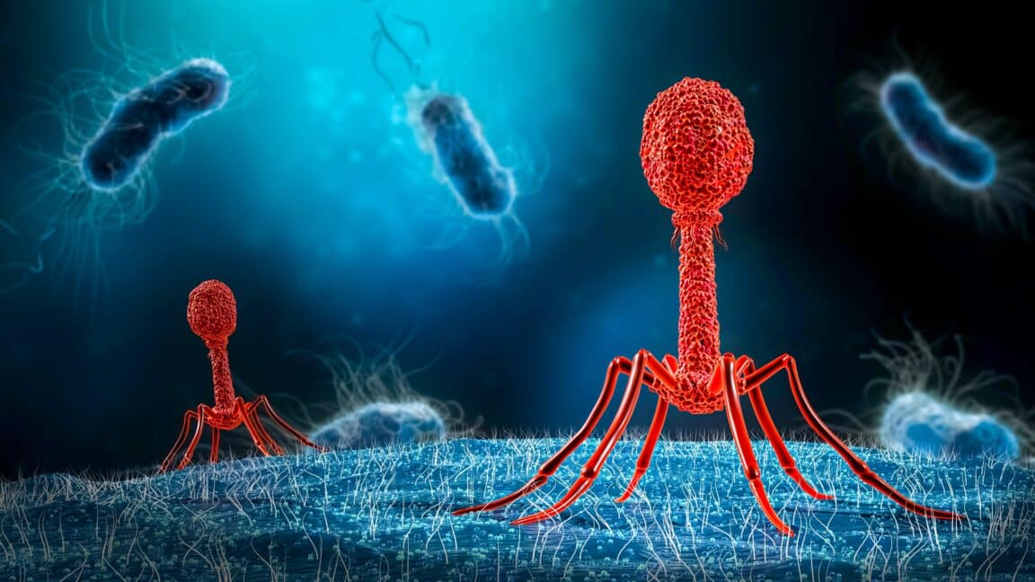 virus bactériophage