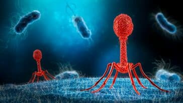 virus bactériophage