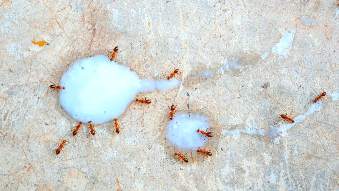 fourmis lait