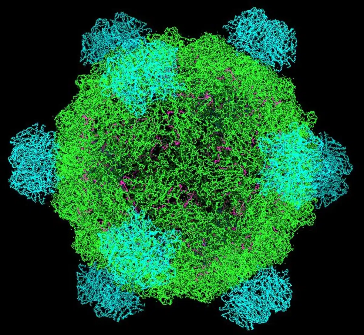 virus bactérophages