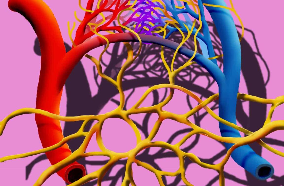 système lymphatique