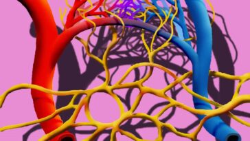 système lymphatique