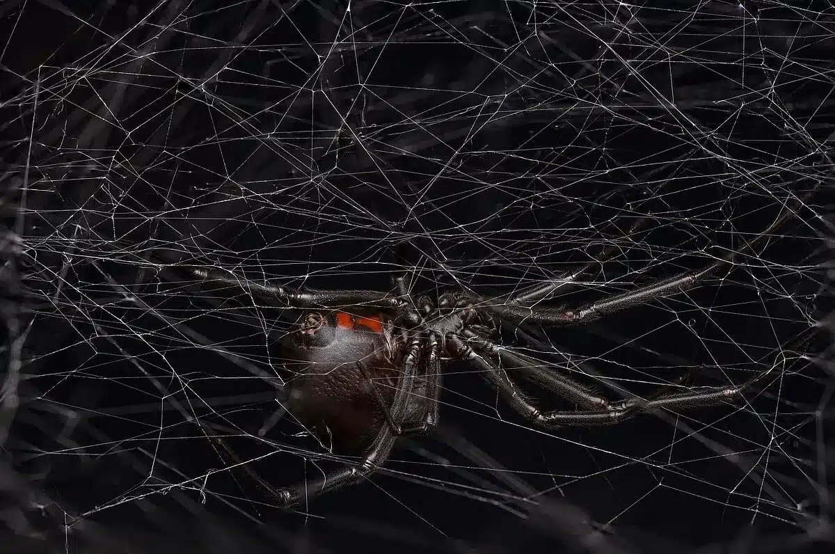 araignées veuves noires odeur