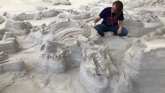 carnivores Yellowstone