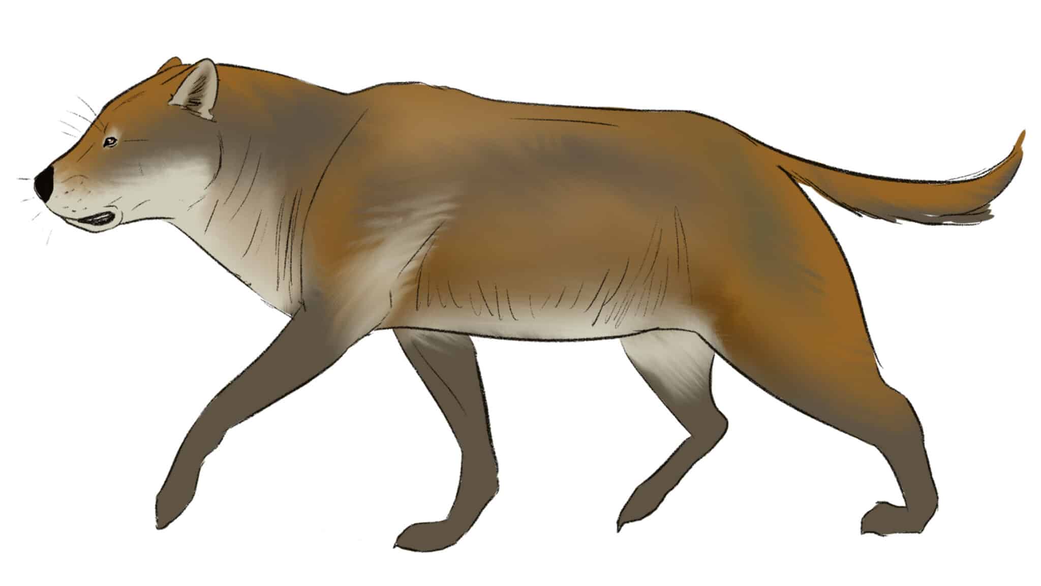 Epicyon haydeni carnivores