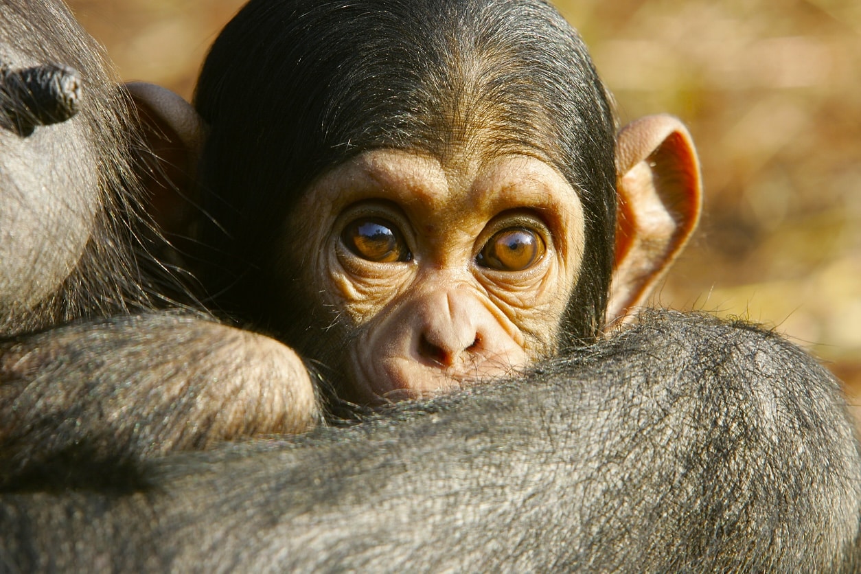 10 années de guerre chez les chimpanzés se soldent par… du déjà vu chez les humains