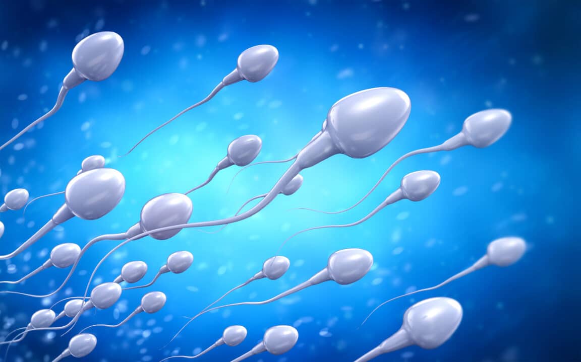 spermatozoïdes