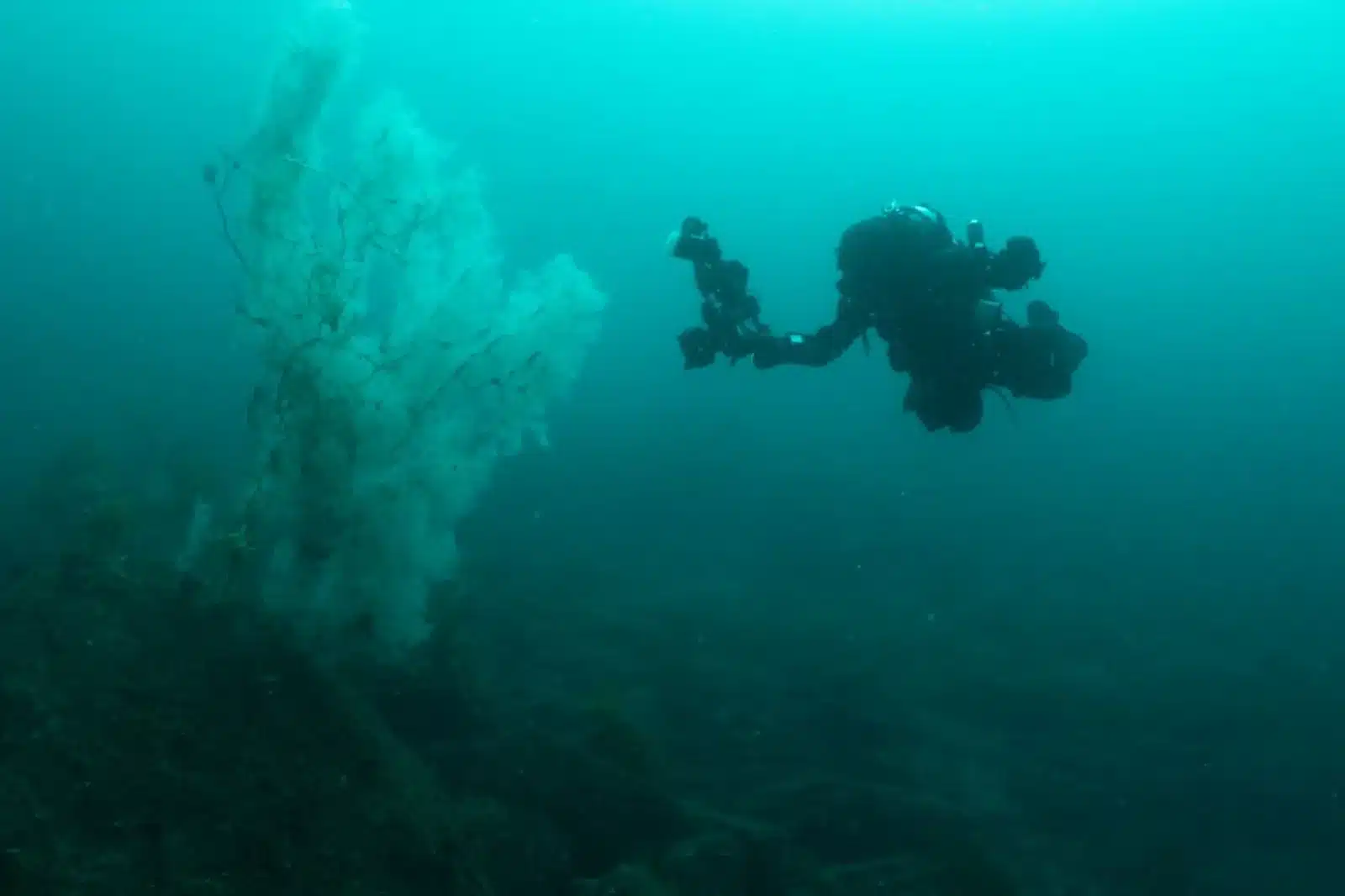 Il est blanc, il a 400 ans et il est gigantesque : cette découverte en Nouvelle-Zélande est une anomalie biologique