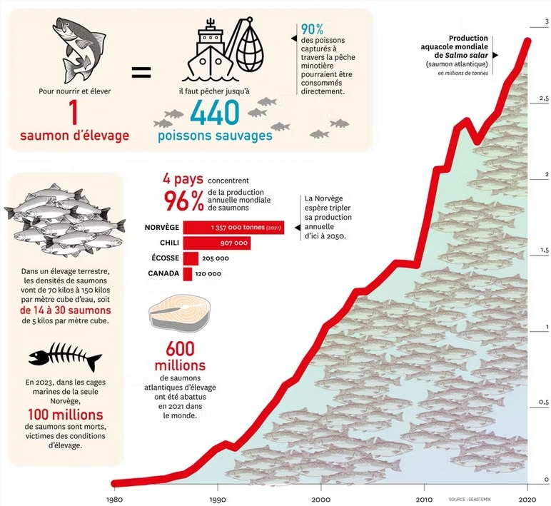 infographie saumon poisson