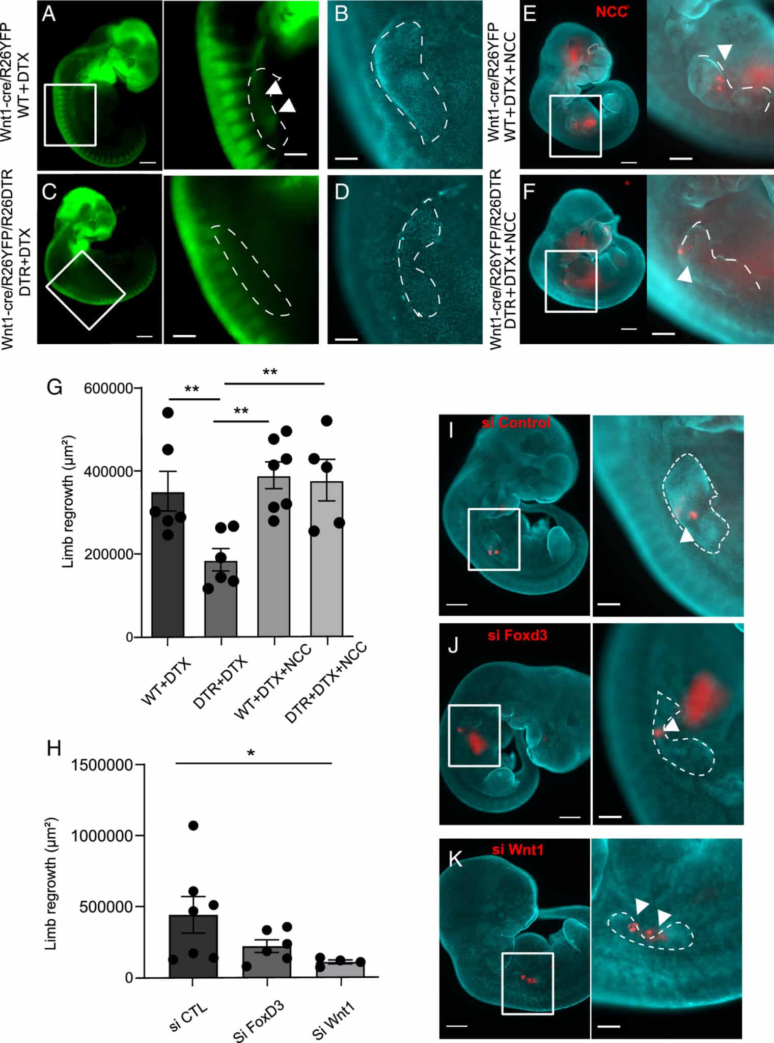 régénération souris membres