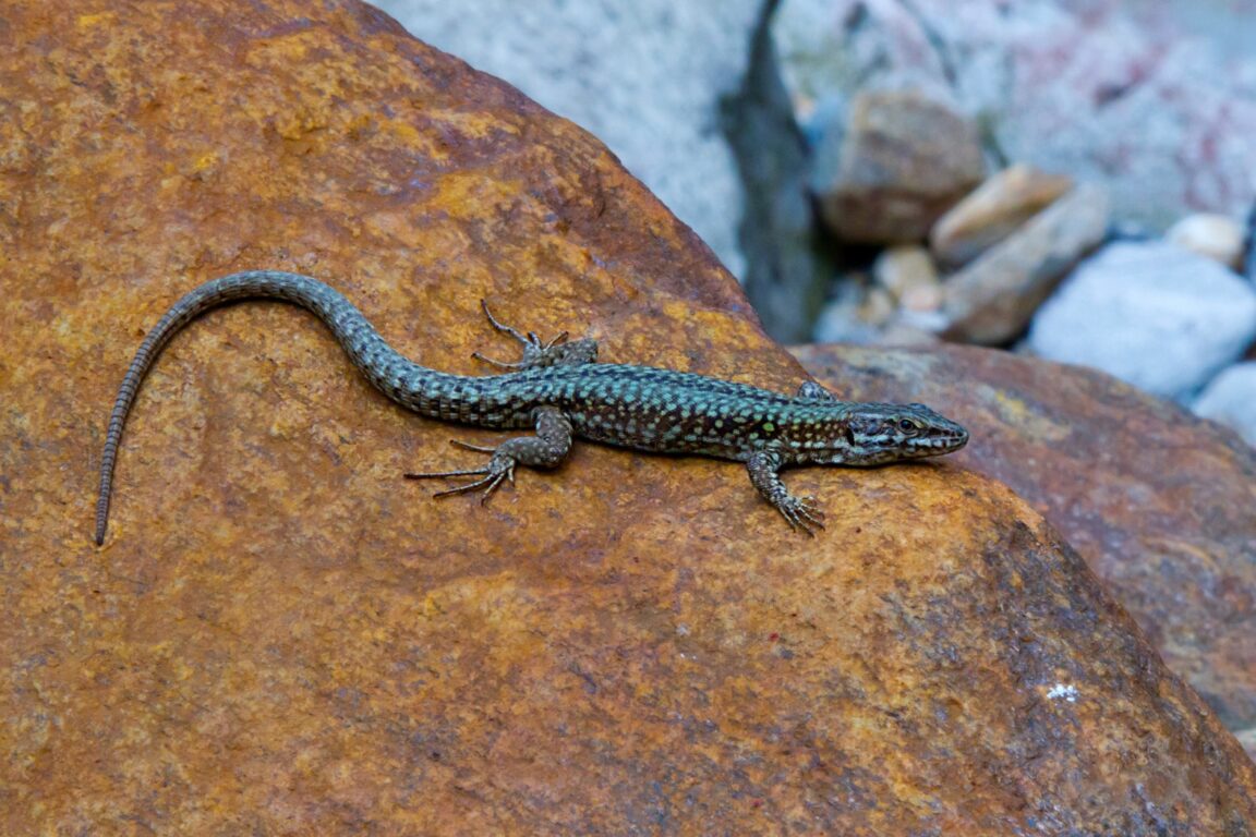 lézard